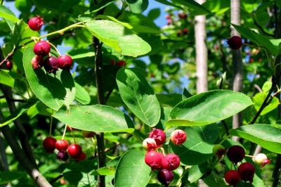 Świdośliwa Amelanchier 'Martin'