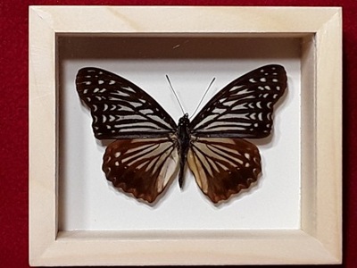 Motyl w ramce gablotce 10 x 12 cm . Hestina nama - 85 mm . Malezja .