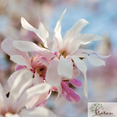 Magnolia 'Leonard Messel'