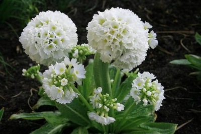 PIERWIOSNEK ALBA - Biały Primula