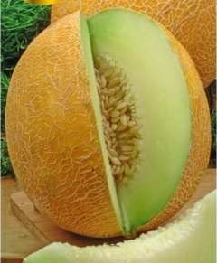 Melon SELEDYN F1 nasiona 1 g PNOS najwcześniejszy !!!
