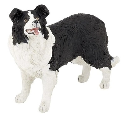 BORDER COLLIE, PAPO