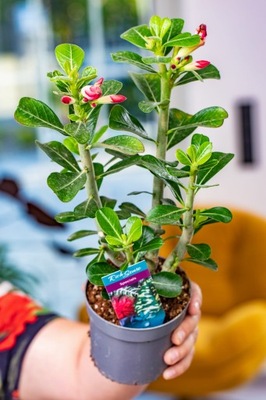 Adenium obesum 'Anouk' ø13 cm