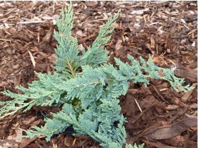 Jałowiec Juniperus 'Płożący Agnieszka'