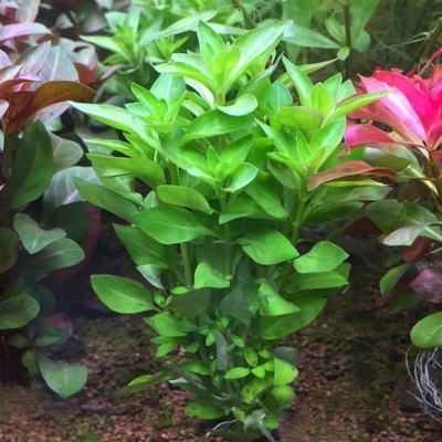 Ludwigia Palustris (zielona) XXL