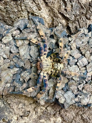 Heteropoda lunula (SpidersForge)