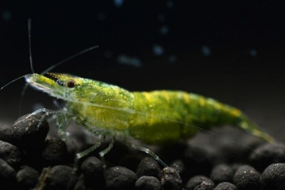 Krewetka ZIELONA Neocaridina Green Jade