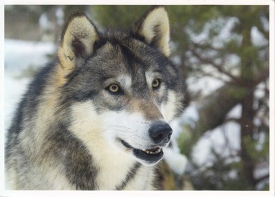 PIES - PSY - HUSKY - FINLANDIA