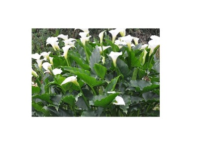 Calla palustris