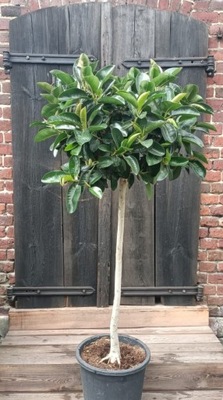 Ficus drzewko