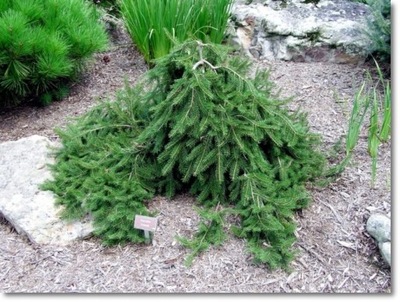 Picea abies 'Formanek' - Malownicza pendula !!!