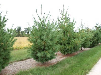 Sosna wejmutka (pinus strobus)