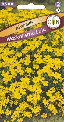 Aksamitka Wąskolistna Lulu super gęsta żółta