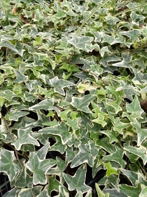 Bluszcz pospolity-Hederia helix variegata