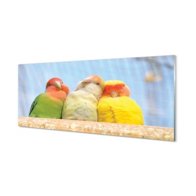 Obraz ścienny pleksa Kolorowe papugi 125x50 cm