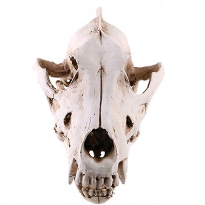 Realistyczna replika czaszki szakala wilka