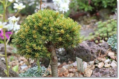 Pinus parviflora 'Fenja' - miniaturka rarytas !!
