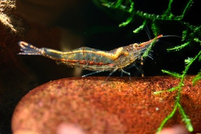 Krewetka PINOKIO - Caridina - RED NOSE