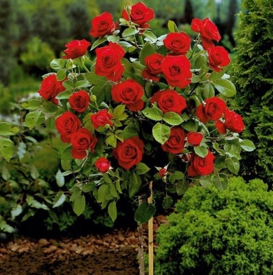 Róża na Pniu Czerwona WIELKOKWIATOWA MROZOODPORNA