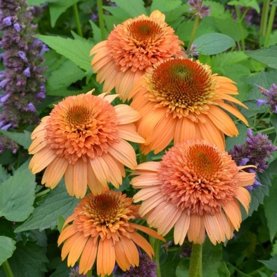 JEŻÓWKA SUPREME CANTALOUPE ~ ŁOSOSIOWA