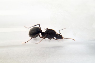 Aphaenogaster geei Q+21-40w Mrówki do Formikarium
