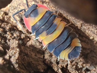 Isopody Merulanella tricolor 10 sztuk