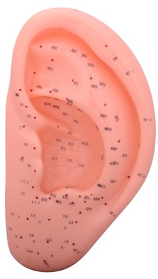 Model ucha do akupunktury 22 cm