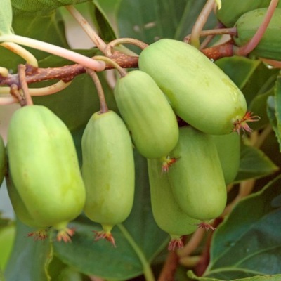 Kiwi JUMBO, duże owoce