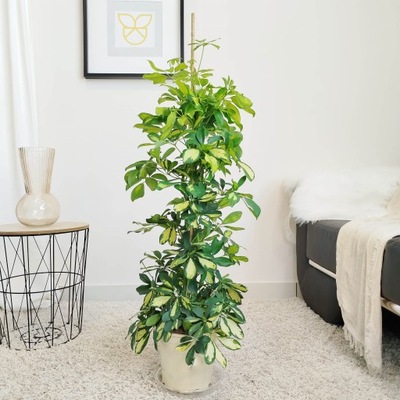 Szeflera drzewkowata Schefflera arbolicora Dalton 110cm