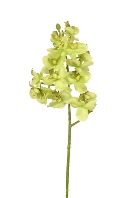 STORCZYK GAŁĄZKA DROBNY