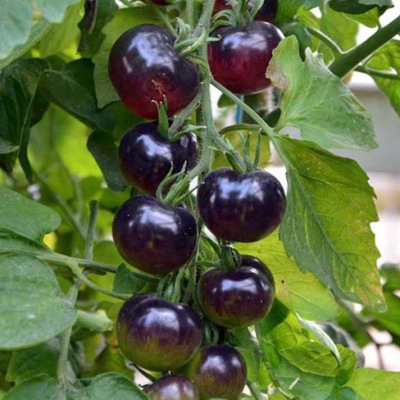 NASIONA Pomidor BLACK CHERRY odmiana amatorska