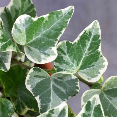 Hedera helix VARIEGATA bluszcz- pstre liście M