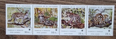 Fauna - Ocelot wielki - Salwador