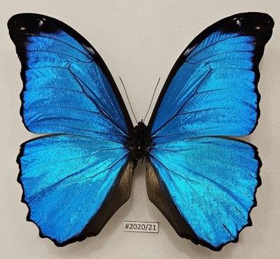 Motyl Morpho menelaus samiec .