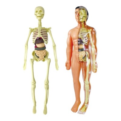 Modele anatomii człowieka
