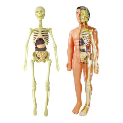 wkv-Human Modelos de Anatomia