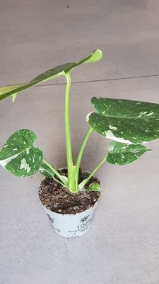 Monstera Variegata Thai Constellation