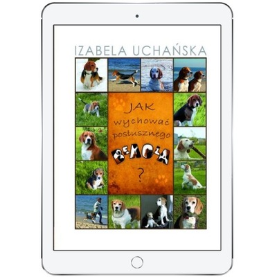 Jak wychować posłusznego beagla