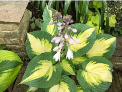 Funkia -Hosta SMASH HIT