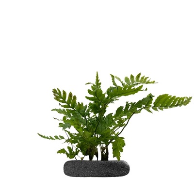 WIO Ferns Dryopteris Erythrosora 'Compacta'