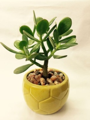 Crassula ovata DRZEWKO SZCZĘŚCIA Grubosz