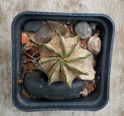 kaktus Astrophytum capricorne var. niveum