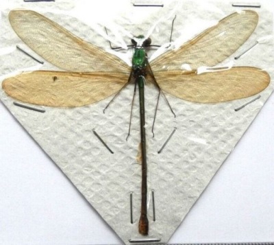 Ważka Vestalis luctuosa samica 75mm.