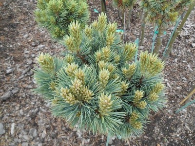 ŚLICZNA Sosna giętka 'Piute' Pinus flexilis