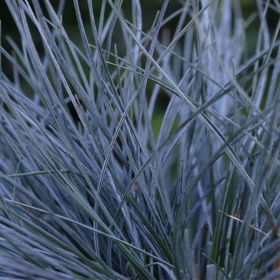 Kostrzewa sina Blauglut - Festuca glauca