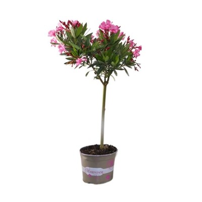 Oleander różowy na pniu (Nerium oleander) Sadzonka w donicy C3 h 60-80cm