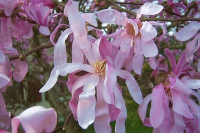 MAGNOLIA STELLATA 'ROSEA' MAGNOLIA