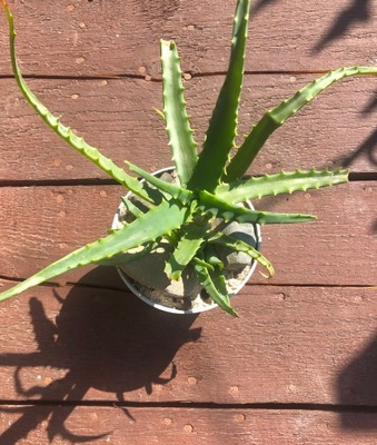 Aloes sadzonki