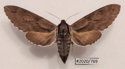 Motyl Sphinx pinastri 80mm.