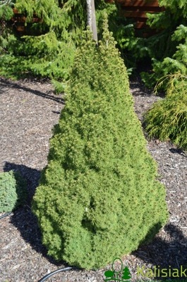 Picea glauca 'Conica' Świerk biały 25-30 cm 3L